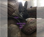 Small Photo #1 German Shepherd Dog Puppy For Sale in E LAURINBURG, NC, USA