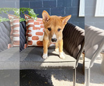 Small #26 Shiba Inu
