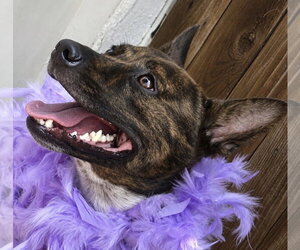 Angel - Female Holland Shepherd Dog for Adoption - Photo #4