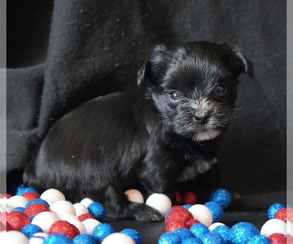 Medium Photo #2 Morkie Puppy For Sale in ROCK VALLEY, IA, USA