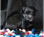 Small #1 Morkie