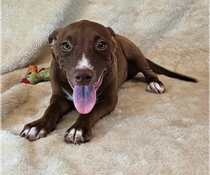 American Pit Bull Terrier-Unknown Mix Dogs for adoption in New York, NY, USA