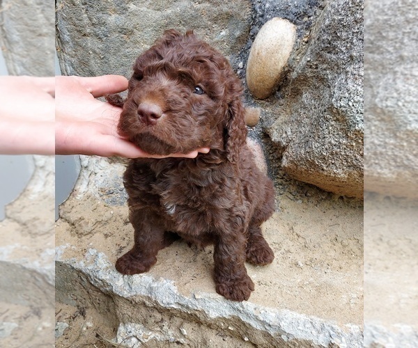 Medium Photo #1 Labradoodle Puppy For Sale in KALKASKA, MI, USA