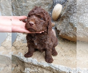 Medium Labradoodle