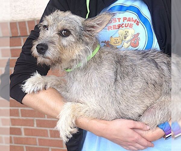 Medium Photo #2 Cairn Terrier-Unknown Mix Puppy For Sale in Carrollton, TX, USA
