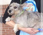Small #1 Cairn Terrier Mix