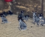 Small #1 Australian Cattle Dog