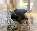 BLOSSOM - Female Chihuahua Dog for Adoption - Small photo