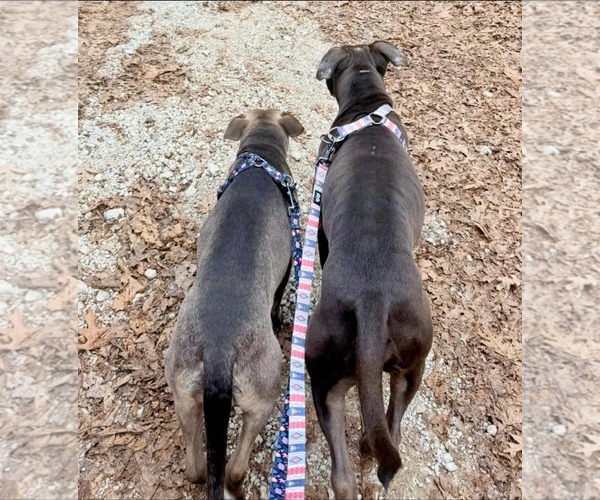 Medium Photo #5 American Staffordshire Terrier-Unknown Mix Puppy For Sale in Calhoun, GA, USA