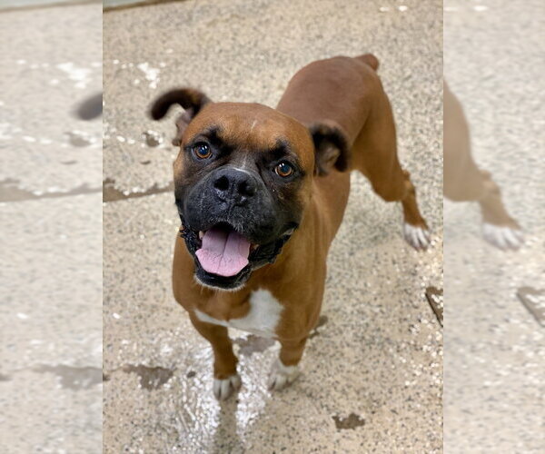 Medium Photo #2 Boxer Puppy For Sale in Austin, TX, USA