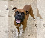 Small #1 Boxer