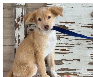 Mutt Dogs for adoption in Carrollton, TX, USA