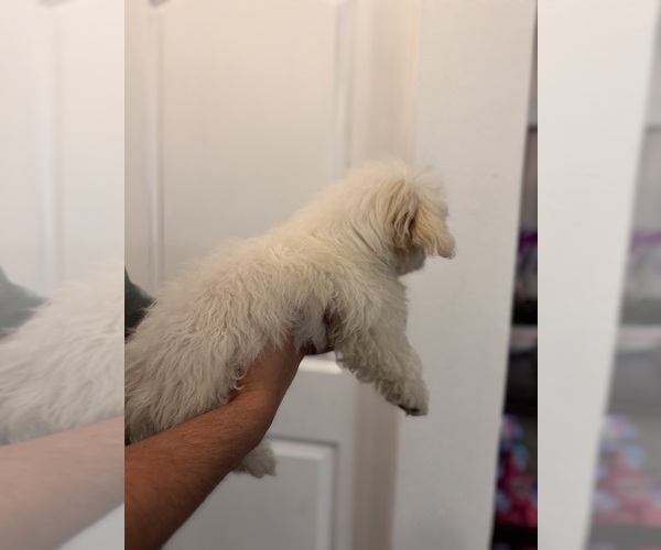 Medium Photo #3 Maltipoo (Miniature) Puppy For Sale in DEL VALLE, TX, USA
