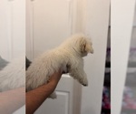Small #2 Maltipoo (Miniature)