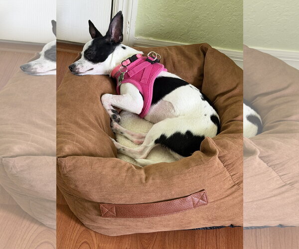 Medium Photo #19 Chihuahua-Unknown Mix Puppy For Sale in Valrico, FL, USA