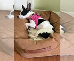 Small #18 Chihuahua Mix