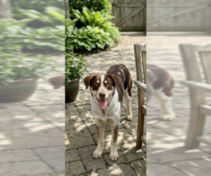 Labrenees Dogs for adoption in Genesee, WI, USA