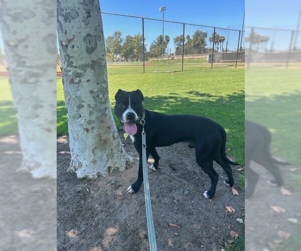Medium Photo #1 American Staffordshire Terrier-Boxer Mix Puppy For Sale in San Juan Capistrano, CA, USA