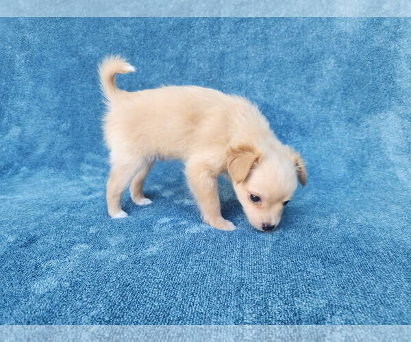 Medium Photo #7 Chihuahua-Unknown Mix Puppy For Sale in San Francisco, CA, USA