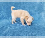 Small #6 Chihuahua Mix