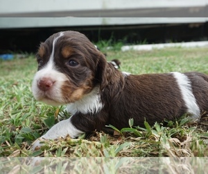 English Springer Spaniel Puppy for sale in CORPUS CHRISTI, TX, USA