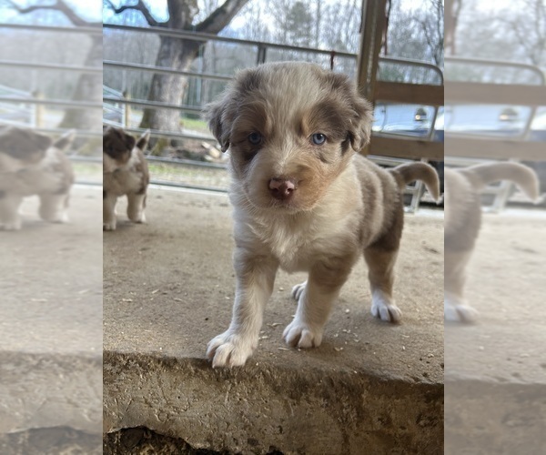 Medium Photo #8 Australian Shepherd Puppy For Sale in BRYSON CITY, NC, USA