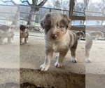 Small Photo #8 Australian Shepherd Puppy For Sale in BRYSON CITY, NC, USA