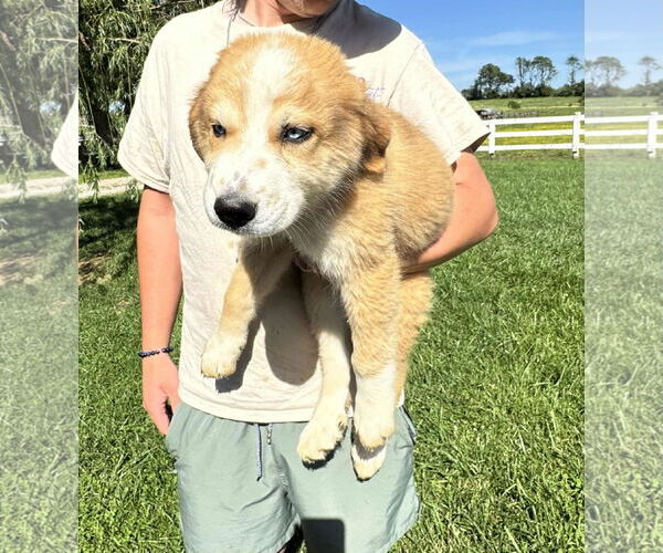 Medium Photo #4 Australian Shepherd-Great Pyrenees Mix Puppy For Sale in Croydon, NH, USA