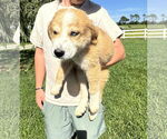 Small #3 Australian Shepherd-Great Pyrenees Mix
