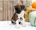 Small #3 Boxer
