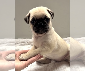 Pug Puppy for sale in EDWARDSBURG, MI, USA