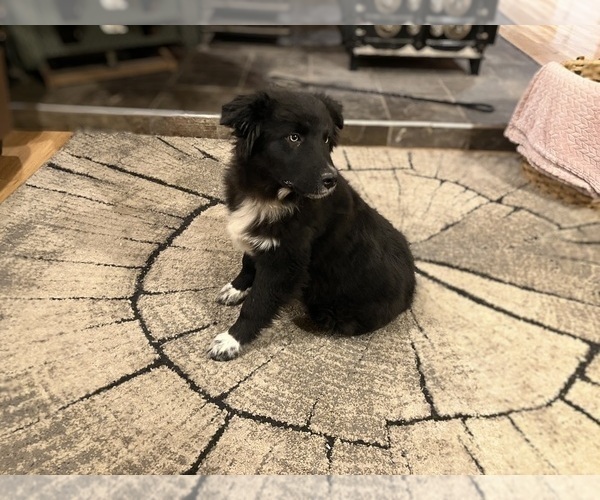 Medium Photo #4 Australian Shepherd Puppy For Sale in HILLSBORO, WI, USA