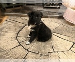 Small Photo #4 Australian Shepherd Puppy For Sale in HILLSBORO, WI, USA