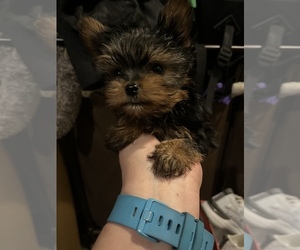 Yorkshire Terrier Puppy for sale in WEST LIBERTY, KY, USA