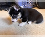 Small Photo #18 Pembroke Welsh Corgi Puppy For Sale in ROCKFORD, IL, USA