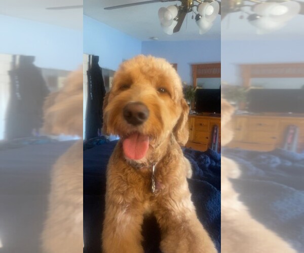 Medium Photo #1 Goldendoodle Puppy For Sale in SPENCER, NY, USA