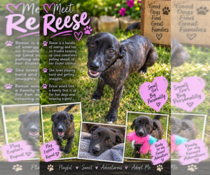 Reece - Female Mutt Dog for Adoption - Photo #2