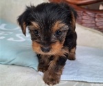 Puppy Jeter Yorkshire Terrier