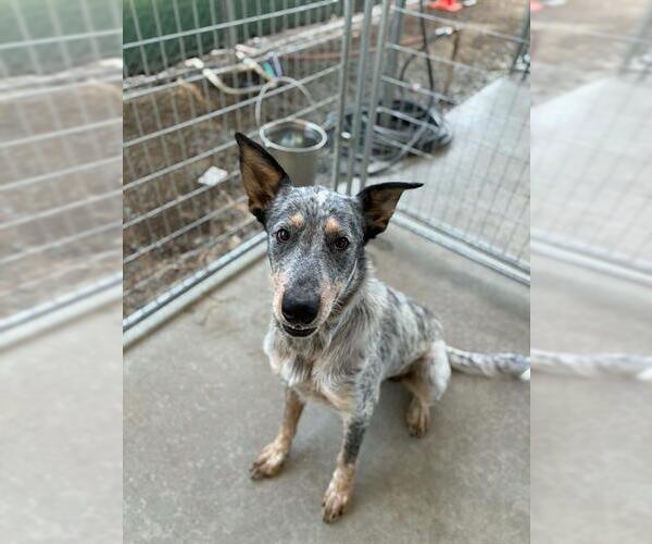 Medium Photo #1 Texas Heeler-Unknown Mix Puppy For Sale in Visalia, CA, USA