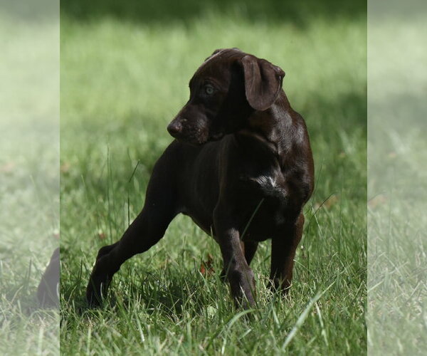 Medium Photo #6 Chocolate Labrador retriever-Pointer Mix Puppy For Sale in Mechanicsburg, PA, USA
