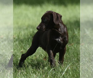 Fuzz - Male Chocolate Labrador retriever-Pointer Mix Dog for Adoption - Photo #6