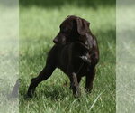 Small Photo #6 Chocolate Labrador retriever-Pointer Mix Puppy For Sale in Mechanicsburg, PA, USA
