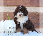Small #3 Bernedoodle (Miniature)
