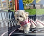 Small #1 Maltese