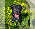 Small #3 Labrador Retriever