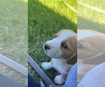 Puppy 3 Beagle-Miniature American Shepherd Mix