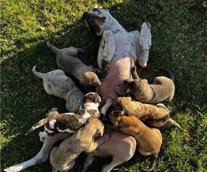 Great Dane Puppy for Sale in SANTA MARIA, California USA