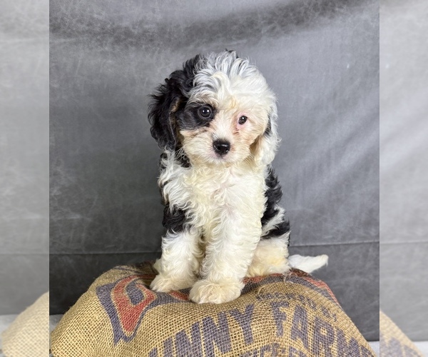 Medium Photo #4 Cavapoo (Miniature) Puppy For Sale in OCALA, FL, USA