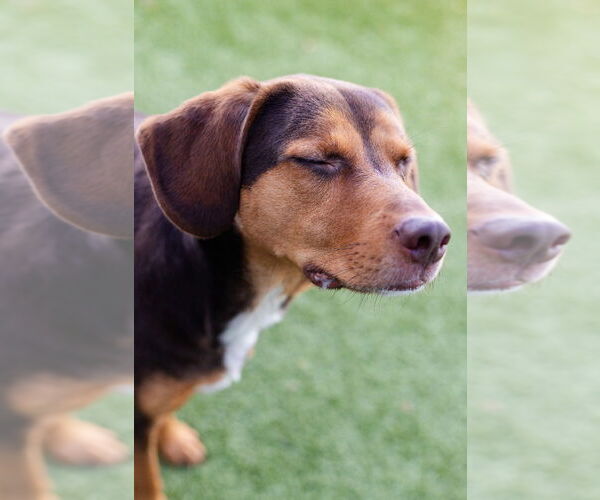 Medium Photo #3 Labbe Puppy For Sale in Canton, CT, USA