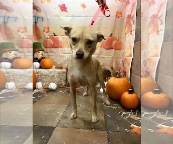 Medium Photo #7 Basenji-Rat Terrier Mix Puppy For Sale in Missouri City, TX, USA